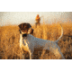 Garmin Alpha TT 25 Dog Collar, LED, 010-02447-20