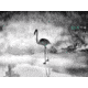Guide USA TN series LRF TN430 2.3-9.2x30mm Thermal Binocular, 400x300, Black, TN430LRF