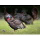 Higdon Outdoors Hard Body 1/4 Strut Jake Turkey Decoy, 63144