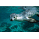 iCanvas Australian Sea Lion Underwater Portrait, South Australia by Hiroya Minakuchi Canvas Print, Multi, 18x12 HIM6-1PC3-18x12