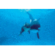 iCanvas Orca Mother And Newborn Baby, Sea World, Kamogawa, Japan by Hiroya Minakuchi Canvas Print, Multi, 18x12 HIM23-1PC3-18x12