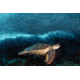 iCanvas Turtle And Sardines by Henry Jager Canvas Print, Multi, 18x12 OXM1507-1PC3-18x12