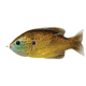 Live Target Sunfish HB,surface,copper pumpkinseed3/0 SFH75T558