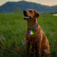 Nite Ize SpotLit Rechargeable Collar Light, Disc-O Tech, PSLGSR-07S-R6