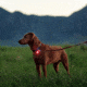 Nite Ize SpotLit Rechargeable Disc-O Tech Collar Light, Classic, PSLGSR-07S-R6