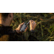 Pulsar Axion Compact XG30 2-16x25mm Thermal Monocular, 640x480, Black, PL77508