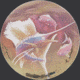 River's Edge Guy Harvey Sailfish Glass Platter, 12in 4013499
