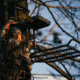 Rivers Edge Treestands Standard 2-man Ladder Stand, Black RE640