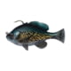 Savage Gear Pulse Tail Bluegill RTF Soft Bait, Pack of 1, 3in, Crappie, 1586282