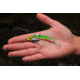 SteelShad 3/8 oz Blade Bait, Perch/Firetiger, SSL-10004