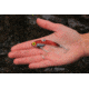 SteelShad 3/8 oz Blade Bait, Red/Crawfish, SSL-10005