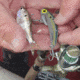 SteelShad 3/8 oz Blade Bait, Sexy Shad, SSL-10032