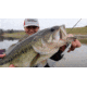 SteelShad XL Bait, 3/4 Oz, White Shad, SSL-10063