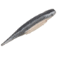 Strike King Spotlight Shim-E Minnow Softbait, 6 pack, 3in, Pro Blue Red Pearl, 12-36023