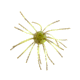 Strike King Tumbleweed Salted Softbait, 4 pack, 3in, Summer Craw, 12-36256