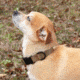 United States Tactical K9 Flashbang Collar, Coyote, UST-K9C00302