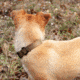 United States Tactical K9 Flashbang Collar, Coyote, UST-K9C00302