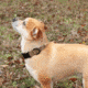 United States Tactical K9 Flashbang Collar, Coyote, UST-K9C00302