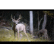 Wildgame Innovations ZeroTrace PureION Field Generator, Camo, WGI-WGIPG0001
