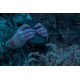 X-Vision Xtreme Night Vision Binoculars, 3-6x, Black, XANB35