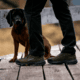 Zamberlan Free Blast Pro Gtx Hiking Boots - Mens