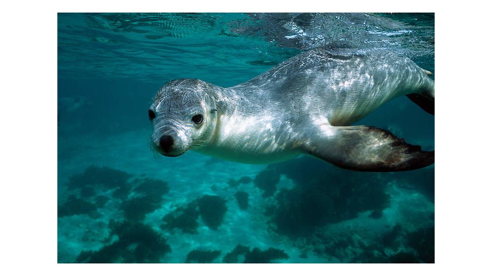 iCanvas Australian Sea Lion Underwater Portrait, South Australia by Hiroya Minakuchi Canvas Print, Multi, 18x12 HIM6-1PC3-18x12