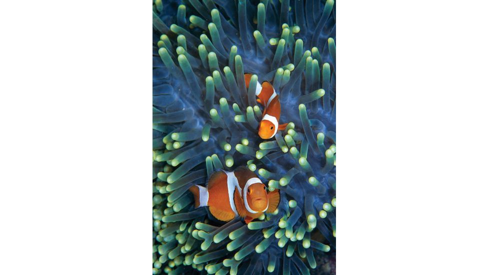 iCanvas Clown Anemonefish Pair In Sea Anemone Tentacles, Celebes Sea by Hiroya Minakuchi Canvas Print, Multi, 18x12 HIM13-1PC3-18x12