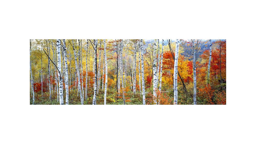 iCanvas Fall Trees, Shinhodaka, Gifu, Japan by Panoramic Images Canvas Print, Multi, 36x12 PIM2427-1PC3-36x12
