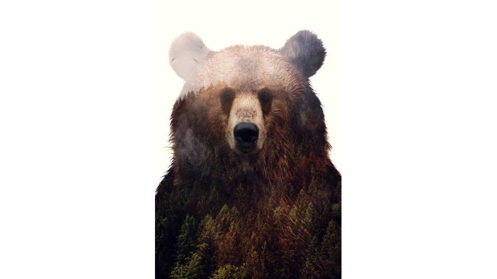iCanvas King Of The Forest by Andreas Lie Canvas Print, Multi, 18x12 ALE220-1PC3-18x12