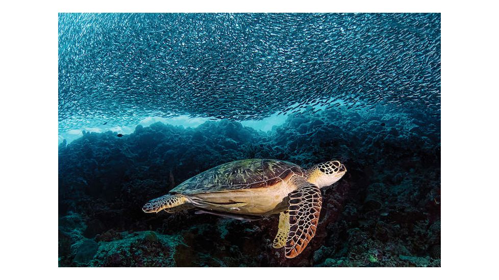 iCanvas Turtle And Sardines by Henry Jager Canvas Print, Multi, 18x12 OXM1507-1PC3-18x12