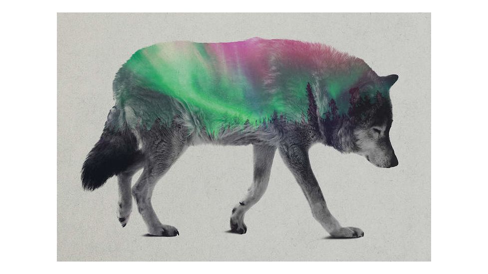 iCanvas Wolf by Andreas Lie Canvas Print, Multi, 18x12 ALE159-1PC3-18x12