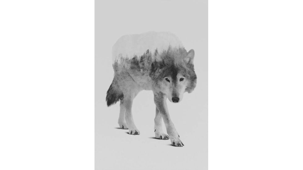 iCanvas Wolf In The Woods II in B&amp;W by Andreas Lie Canvas Print, Multi, 18x12 ALE138-1PC3-18x12