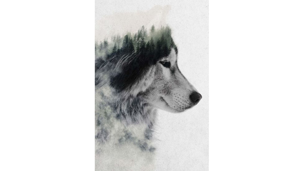 iCanvas Wolf Stare by Andreas Lie Canvas Print, Multi, 18x12 ALE189-1PC3-18x12